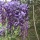 The Wisteria Wars or Creativity in the Time of Covid
